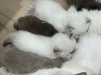Scottish longhair yavrularımız ailelerini bekliyor