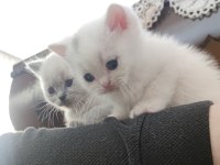 Sevdiğiniz için en güzeli british shorthair