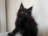 Saf kan şecereli siyah aslan maine coon yavruları
