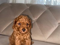 Toy poodle bebeklerimiz