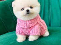 Orjinal Pomeranian Boo