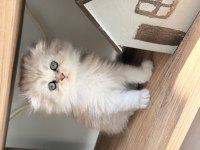 British Longhair Şekerler Yeni Yuvalarına Hazır