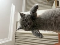 British Shorthair Bebeklerimize Sıcacık Yuvalar Arıyoruz