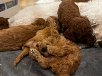 3 adet poodle yavrumuz sahiplendirilecektir