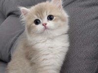 Blh Blue Golden Ay12 Erkek British Longhair