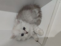 2 aylık british longhair yuvasını arıyor