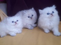 British longhair safkan disi erkek yavrularimiz