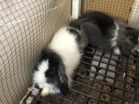 DİŞİ+ERKEK TAKIM HALİNDE TEDDY LOP TAVŞAN