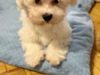 3 aylık erkek saf maltese terrier