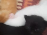 Yavru 2,5 aylık scottish fold kedimiz