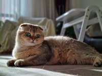 Sfs NY 25 scottish fold