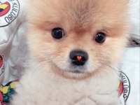 Black Scin Çok tatlı pomeranian yavrumuz verilecektir