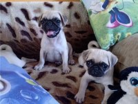 Pug yavruları geldi safkan orjinal