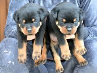 İyisi Değil En İyisi Rottweiler Kapıda Ödeme Mevcuttur