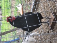Alman australorp horoz