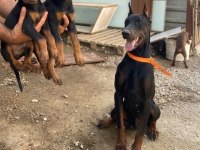 Dev Gibi Doberman Yavrular