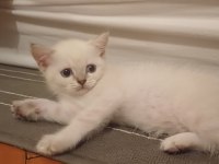 55 günlük british shorthair yavrular