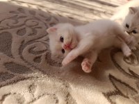 Kedimiz izmir içi elden teslim edilir