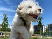 Maltipoo 6 aylık dişi