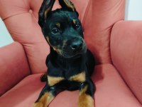 A kalite kızıl ve siyah doberman yavruları