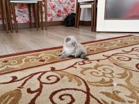 Safkan kedimiz esi yoktur kimsede
