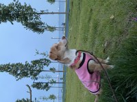 Terrier kızıma ömürlük yuva arıyorum