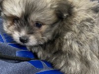 Pomeranian Yavru Köpeklerimiz