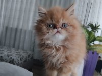Şecereli iran kedisi yavrusu