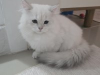 KOCA KAFA KEDİLERİMİZ AA KALITE SAFKANDIR
