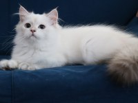 Golden point british longhair ve shorthair yavrular
