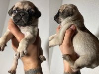 Yavru pug yavrularımız