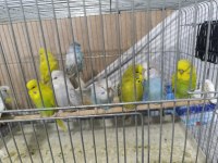 Show Jumbo Muhabbet Kuşu