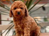 Red Toy Poodle Yavrular