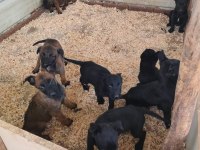 A kalite malinois beslemek isteyenler buyursun