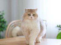 Çok cana yakın bir erkek british longhair