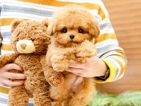 ANTIALERJIK TOY POODLE BEBEKLERIM