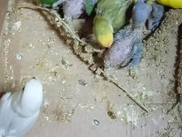 El besleme sevda cennet bebeklerimiz