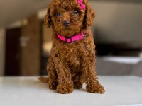 Kore Poodle Yavru