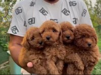2.5 aylık toy poodle