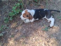 Beagle yavrular