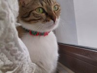 Zilli kızımızı sahiplendirmek istiyoruz