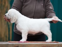 Golden Retriever Kapıda Ödeme Hizmetimiz Vardır