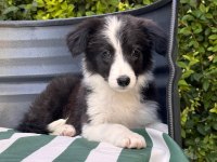 Petmode Köpek Çiftliğinden border coli yavrularımız
