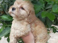 Maltipoo yavrular