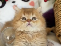 Golden Ny 12 British Longhair