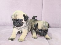 Erkek pug yavrularımız yeni ailesini arıyor