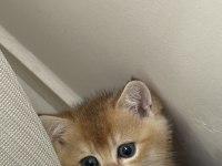 BABASI ŞECERELİ GOLDEN KEDİLERE YUVA ARIYORUZ