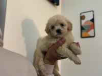 Maltipoo Yavrularımızı Canlı Görerek Alabilirsiniz