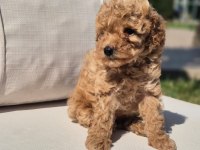 Poodle Çıftliğinden Red Brown Toy Poodle Bebeklerimiz 