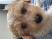 2 Aylık Çok Tatlı Maltipoo